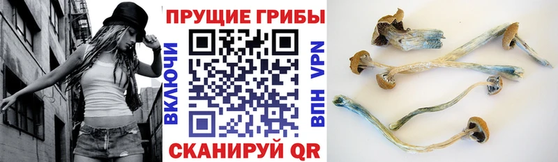 как найти закладки  Кореновск  Псилоцибиновые грибы Magic Shrooms 